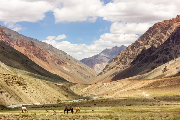 Himalaya 'nın Zanskar' daki Kargyak köyü etrafındaki geniş açık arazilerin yeşil çayırlarında otlayan atlar..