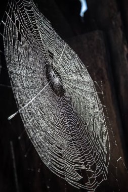 Yan açıda örümcek ağı görüntüsü - renkli yansımalı örümcek ağı