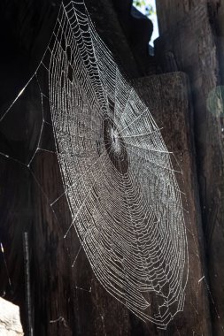 Yan açıda örümcek ağı görüntüsü - renkli yansımalı örümcek ağı