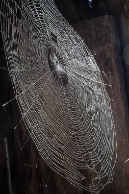 Yan açıda örümcek ağı görüntüsü - renkli yansımalı örümcek ağı