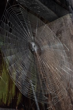 Yan açıda örümcek ağı görüntüsü - renkli yansımalı örümcek ağı