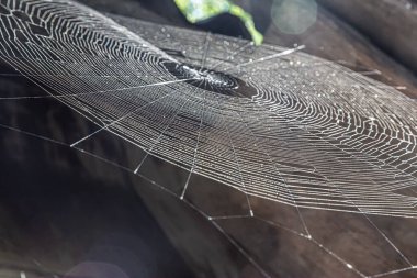 Yan açıda örümcek ağı görüntüsü - renkli yansımalı örümcek ağı