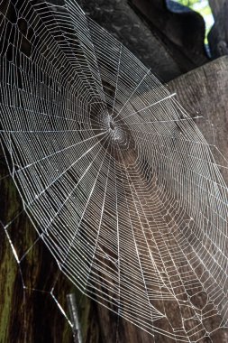 Yan açıda örümcek ağı görüntüsü - renkli yansımalı örümcek ağı
