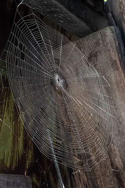 Yan açıda örümcek ağı görüntüsü - renkli yansımalı örümcek ağı