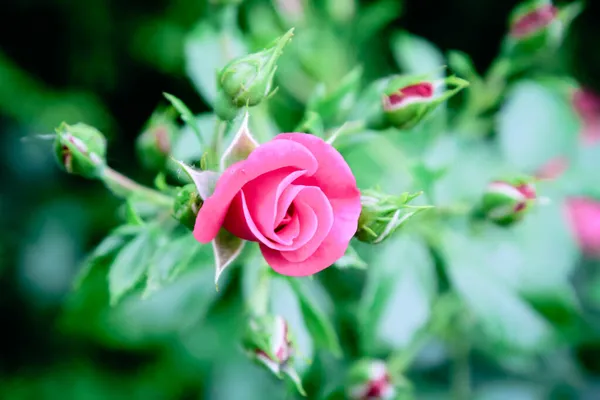 Jeden Różowy Róża Piękny Makro Obraz Miękkim Ostrości — Zdjęcie stockowe
