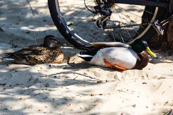 wild ducks walk on the sand near the bicycles on the city beach in Kyiv.