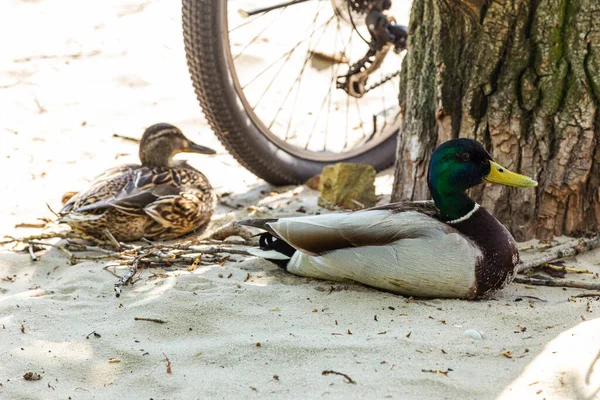 wild ducks walk on the sand near the bicycles on the city beach in Kyiv.