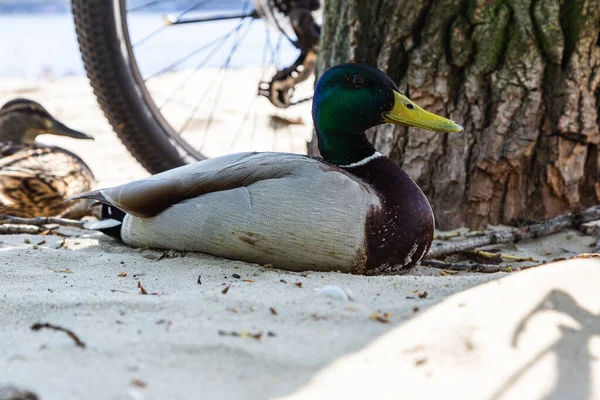 wild ducks walk on the sand near the bicycles on the city beach in Kyiv.