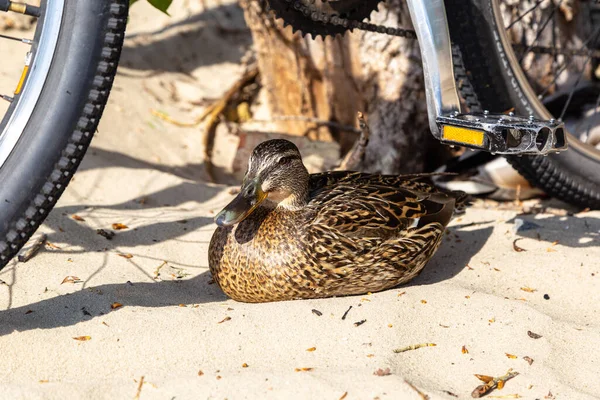 wild ducks walk on the sand near the bicycles on the city beach in Kyiv.