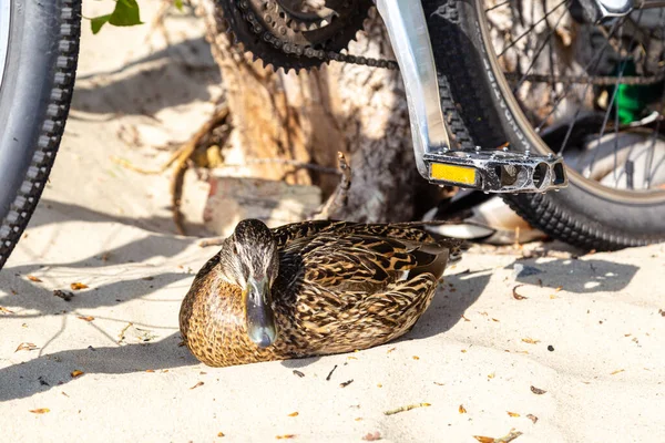 wild ducks walk on the sand near the bicycles on the city beach in Kyiv.