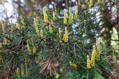 Genç çam tomurcukları dallara yakın, yeşil doğal arka plan. Alternatif tıpta sağlıklı ilaç kullanan İskoç çam tomurcukları. Bahar mevsimi.