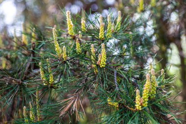 Genç çam tomurcukları dallara yakın, yeşil doğal arka plan. Alternatif tıpta sağlıklı ilaç kullanan İskoç çam tomurcukları. Bahar mevsimi.
