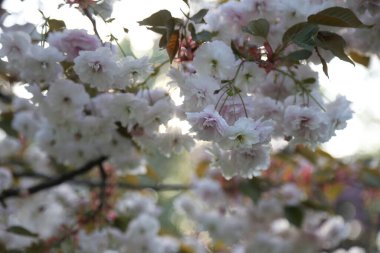 Geçmişi. Sakura dalları ve çiçekleri. yakın plan.