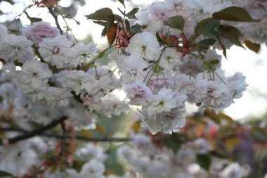 Geçmişi. Sakura dalları ve çiçekleri. yakın plan.