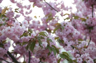 Geçmişi. Sakura dalları ve çiçekleri. yakın plan.
