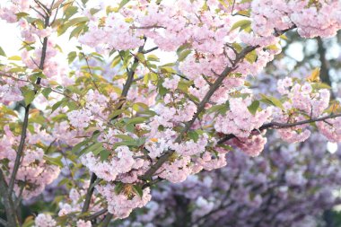 Geçmişi. Sakura dalları ve çiçekleri. yakın plan.