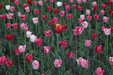 Tüm kırmızılar arasında benzersiz bir lale