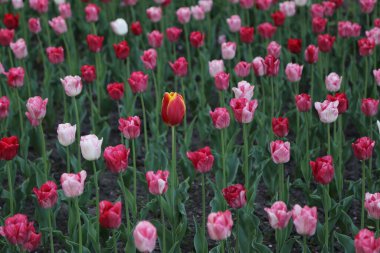 Tüm kırmızılar arasında benzersiz bir lale