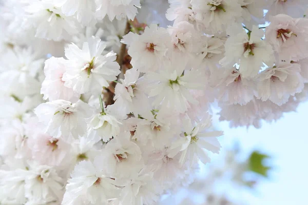Háttér Sakura Ágai Virágai Közelkép — Stock Fotó