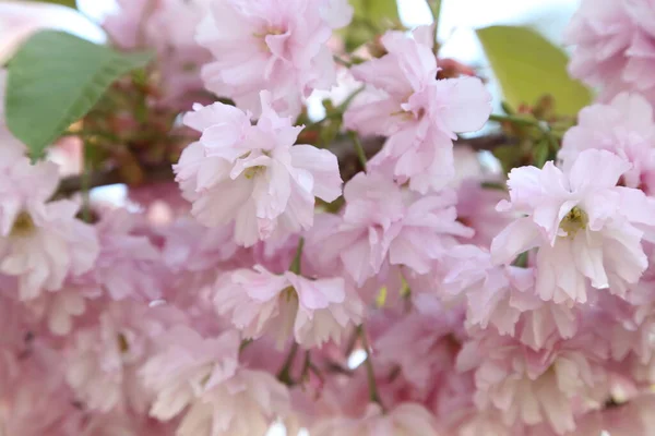 Hintergrund Zweige Und Blüten Von Sakura Nahaufnahme — Stockfoto