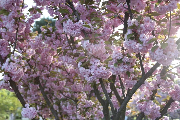 Background Branches Flowers Sakura Close — Fotografia de Stock