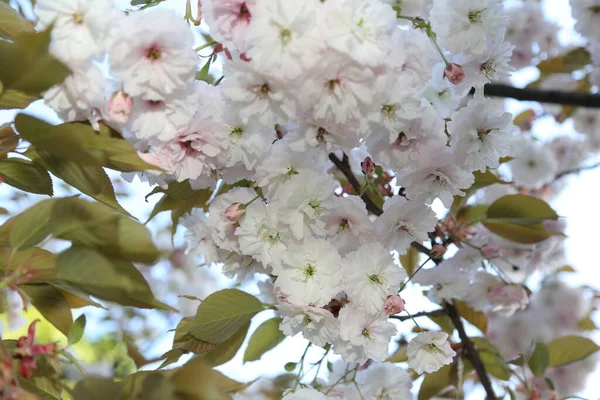 Geçmişi. Sakura dalları ve çiçekleri. yakın plan.