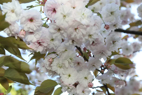 Geçmişi. Sakura dalları ve çiçekleri. yakın plan.