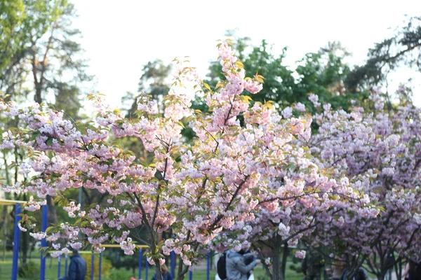 Background Branches Flowers Sakura Close — Stok fotoğraf