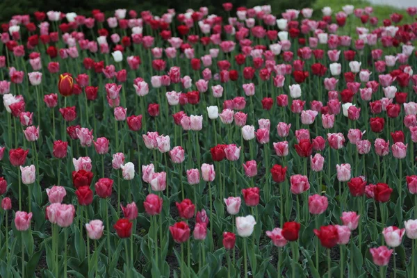 Tak Wiele Kolorów Tulipanów Centrum Największego Ogrodu Kwiatowego Europie Tulipany — Zdjęcie stockowe