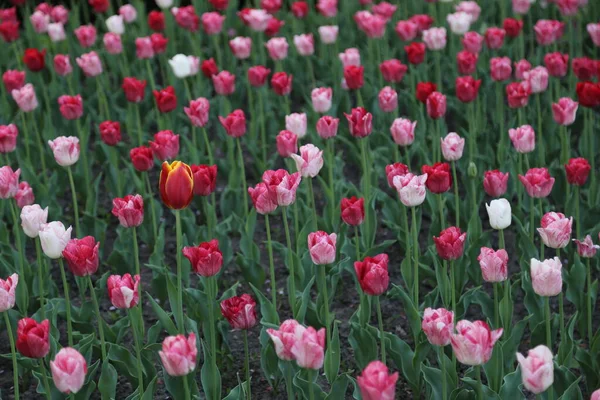 Tüm kırmızılar arasında benzersiz bir lale