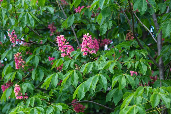 Flowering Trees Red Horse Chestnut Flowers Spring Close Carnea Aesculus — Stock fotografie