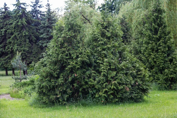 Western Thuja Trees Emerald Green Evergreen Trees City Park Landscape — Foto Stock