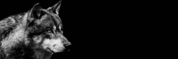 Portrait Gray Wolf — Stock Photo, Image