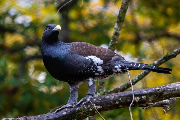 Capercaillie Occidentale Riposa Ramo — Foto Stock