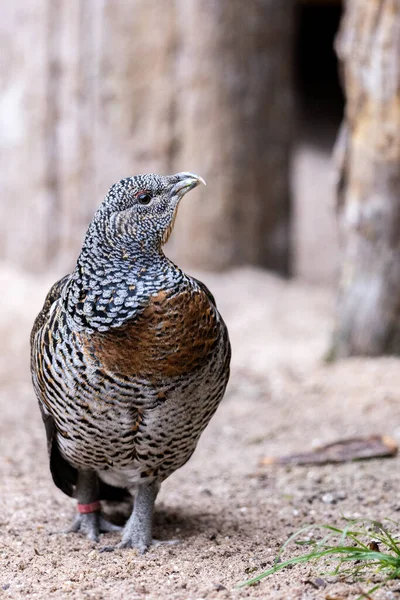 Sebuah Capercaillie Barat Adalah Beristirahat Cabang — Stok Foto