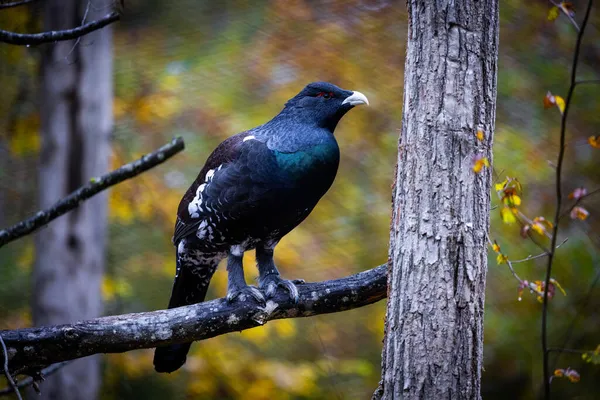 Capercaillie Occidentale Riposa Ramo — Foto Stock