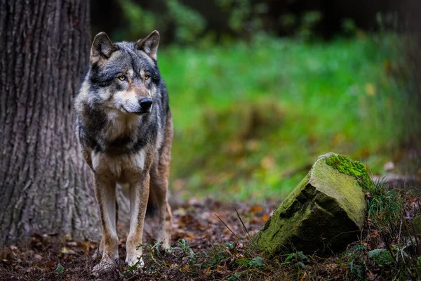 늑대의 초상화 — 스톡 사진