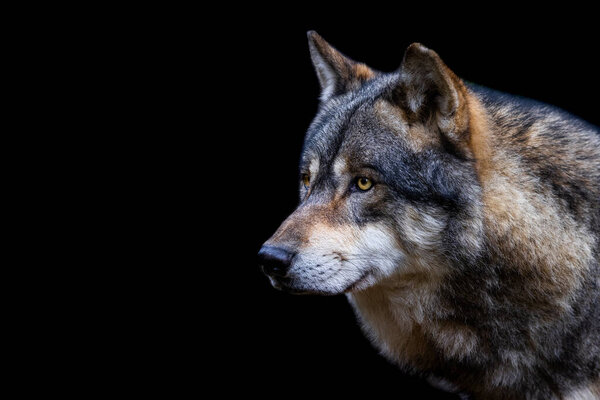 Portrait of a gray wolf