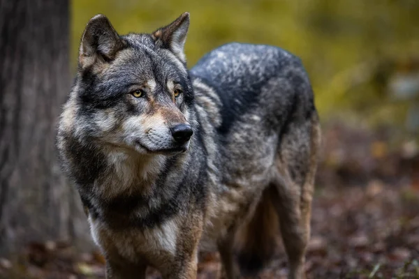 Porträt Eines Grauen Wolfes — Stockfoto