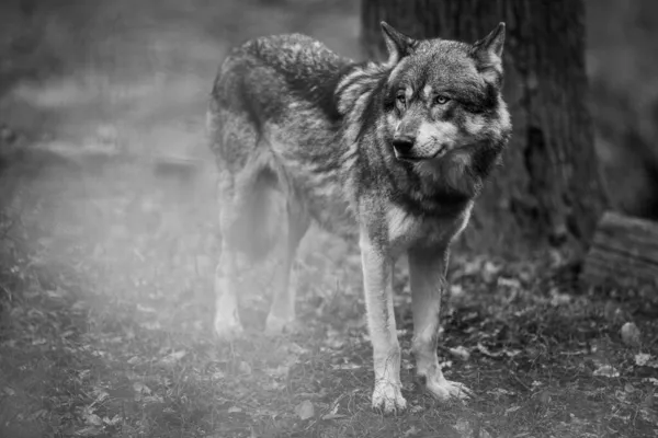 Portret Van Een Grijze Wolf — Stockfoto
