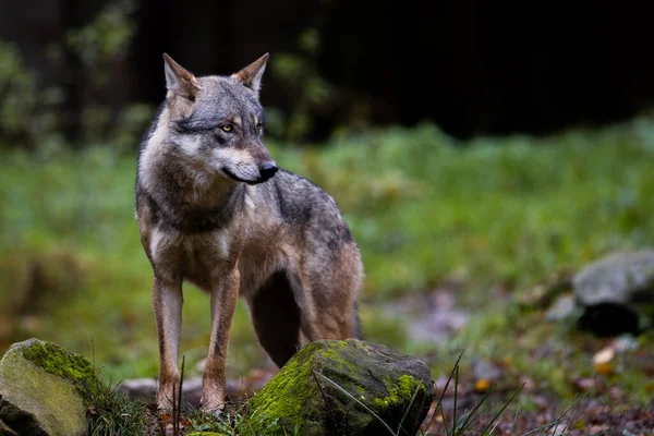 Portrait Loup Gris — Photo