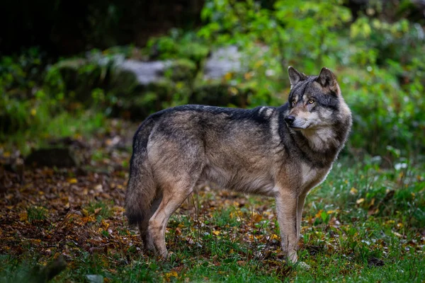 Portrét Šedý Vlk — Stock fotografie