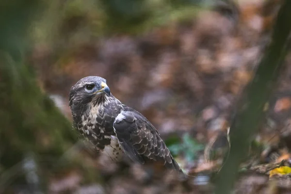 Portrait Common Buzzard Forest — Stock Photo, Image