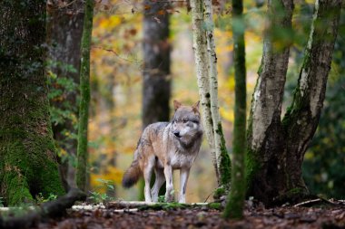 Ormandaki gri bir kurdun portresi