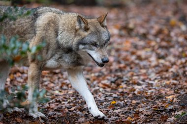 Ormandaki gri bir kurdun portresi