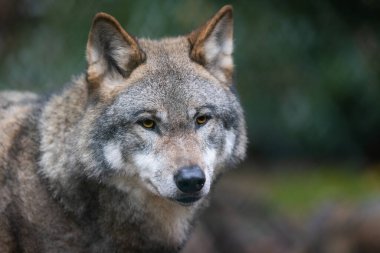 Ormandaki gri bir kurdun portresi