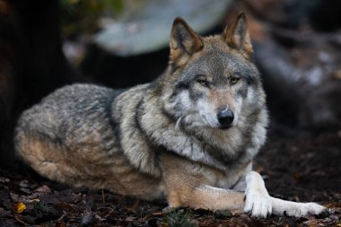 Ormandaki gri bir kurdun portresi