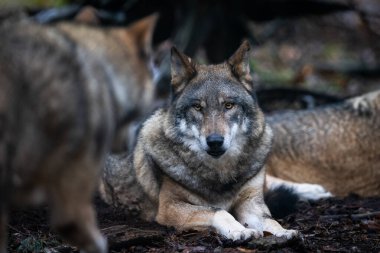 Ormandaki gri bir kurdun portresi