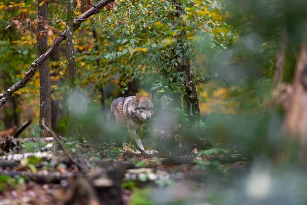 Retrato Lobo Gris Bosque — Foto de Stock