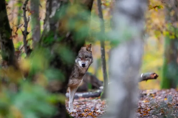 Portret Van Een Grijze Wolf Het Bos — Stockfoto